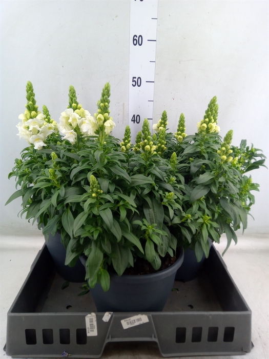 <h4>Antirrhinum  'Sultan White'</h4>