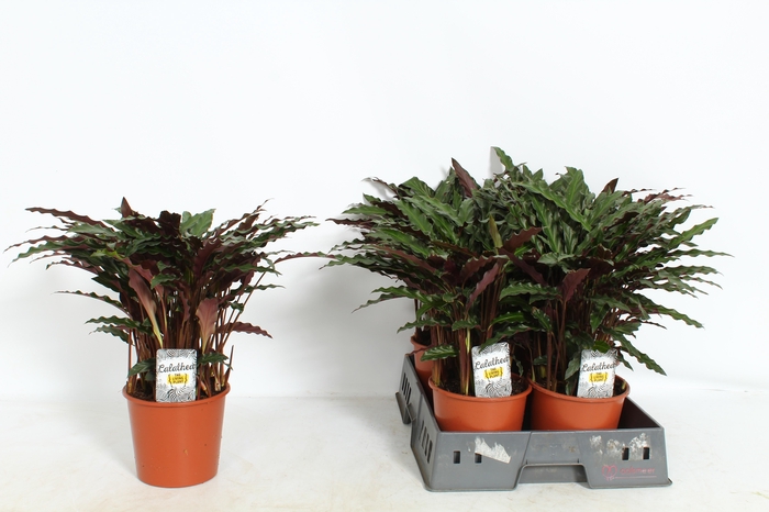 <h4>CALAT RUF ELGERGRASS</h4>