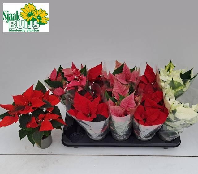 <h4>EUPHOR P MIX P10.5</h4>