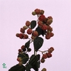 RUBUS M THORNLESS CM 35