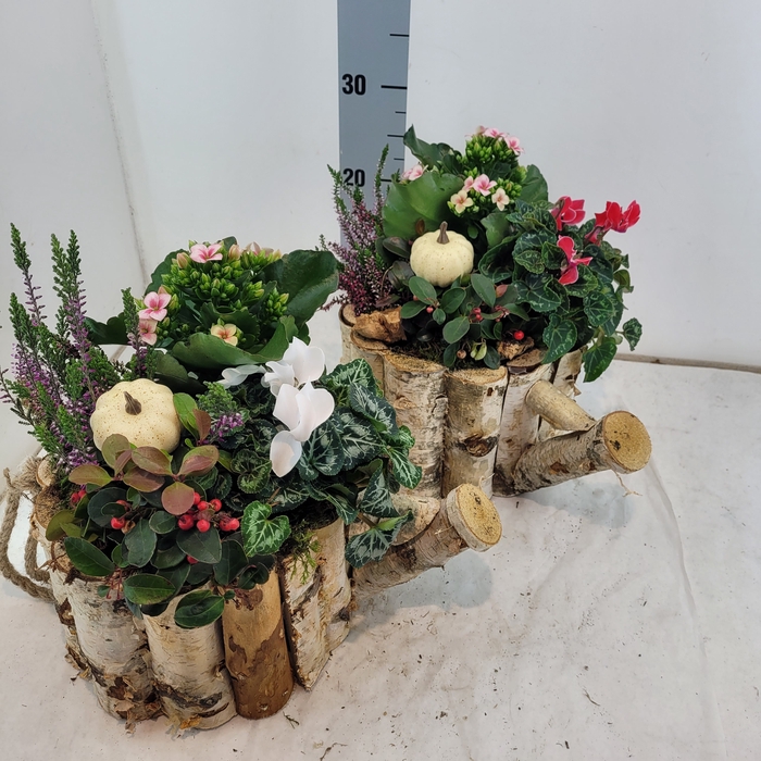 <h4>ARR TUINPLANTEN</h4>