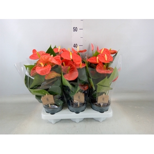 Anthurium andr. 'Prince of Orange'