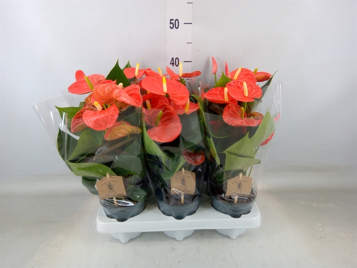 <h4>Anthurium andr. 'Prince of Orange'</h4>