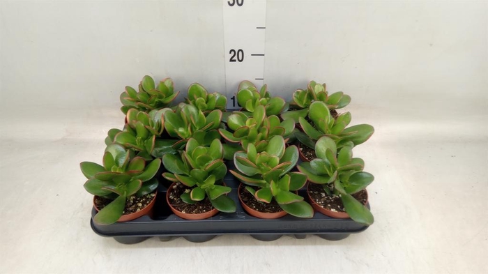 <h4>Crassula ovata 'Sunset'</h4>