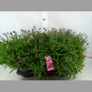 Dianthus grat. 'Dinetta'