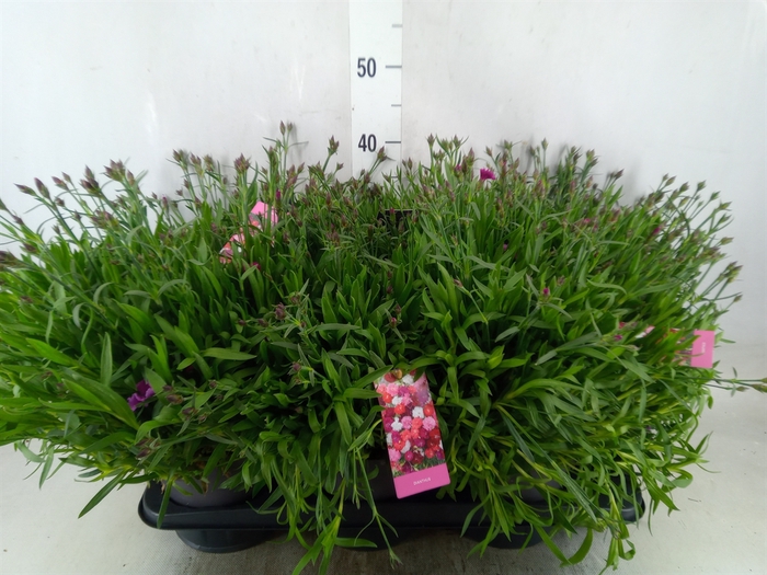 Dianthus grat. 'Dinetta'