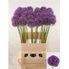 Allium Ambassador