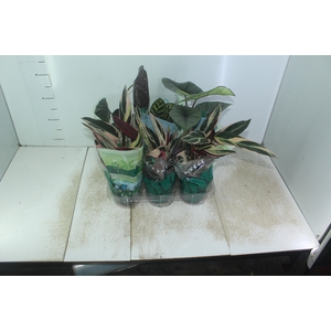PLANTA ORNAMENTAL P12 VARIADO