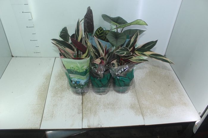 <h4>PLANTA ORNAMENTAL P12 VARIADO</h4>
