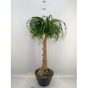 Beaucarnea recurvata