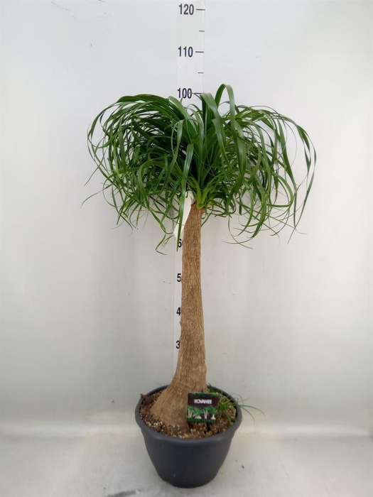 <h4>Beaucarnea recurvata</h4>