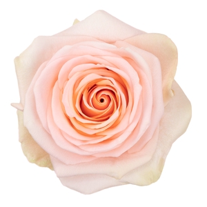 Rosa ec tiffany
