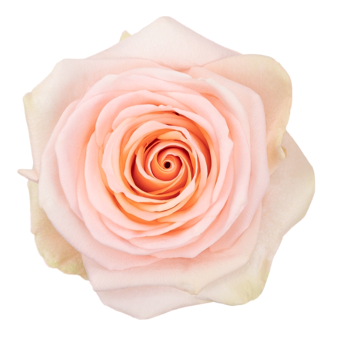 <h4>Rosa ec tiffany</h4>