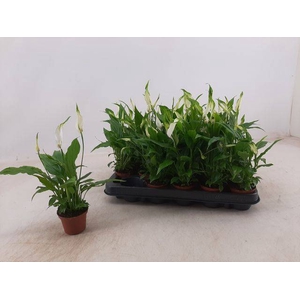 Spathiphyllum Chopin 6,5Ø 25cm 3fl