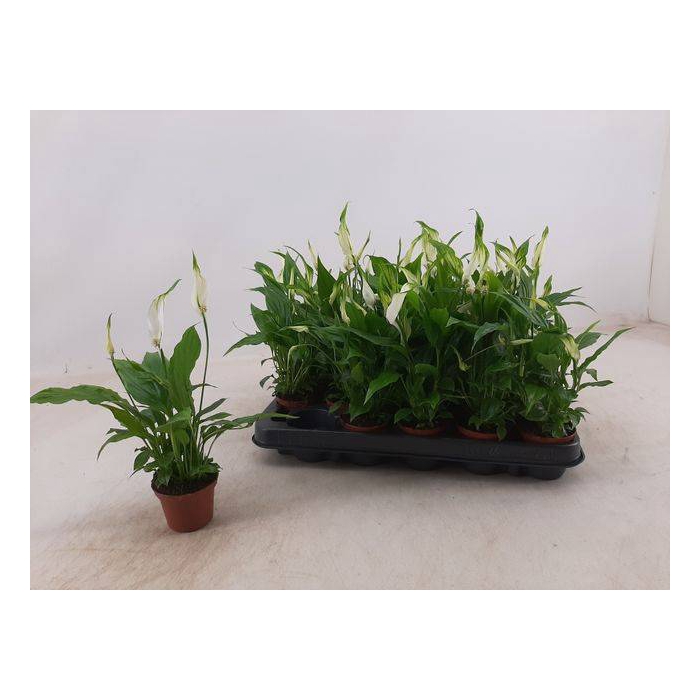 <h4>Spathiphyllum Chopin 6,5Ø 25cm 3fl</h4>