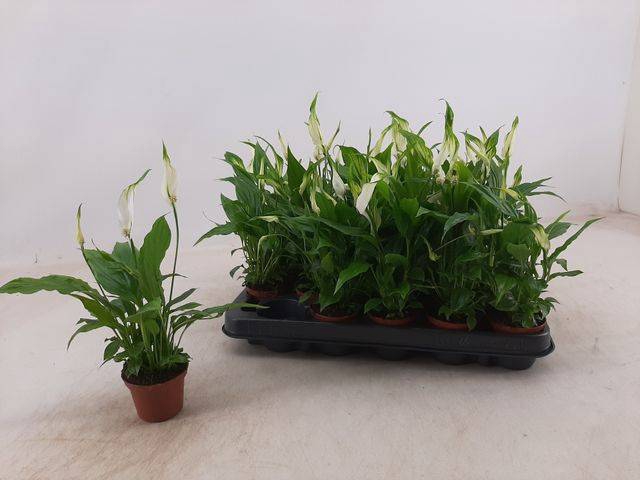 Spathiphyllum Chopin 6,5Ø 25cm 3fl