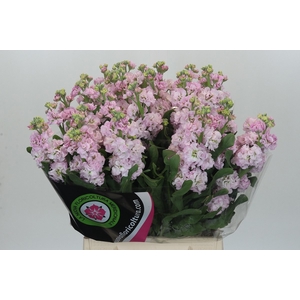 MATTH IRON CHERRY BL
