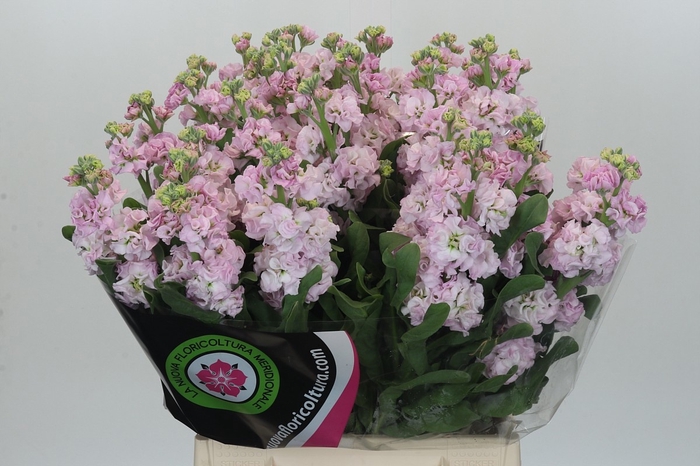 <h4>MATTH IRON CHERRY BL</h4>