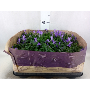 Campanula porten. 'Blueone'
