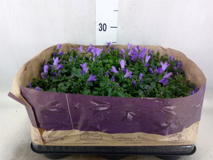 <h4>Campanula porten. 'Blueone'</h4>