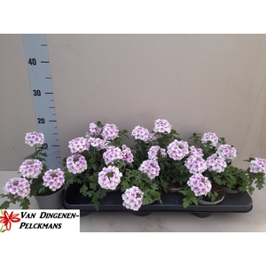 VERBE LASCAR LIGHT P