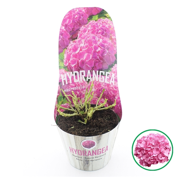 <h4>Hydrangea macr. Roze C2 (17cm). Potcover</h4>