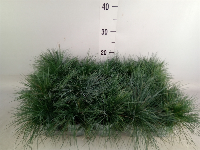 <h4>Festuca glauca 'Compacta Blue'</h4>