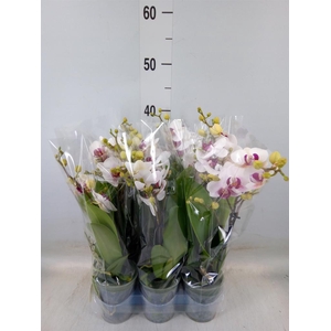 Phalaenopsis multi. 'FC Safe Haven'