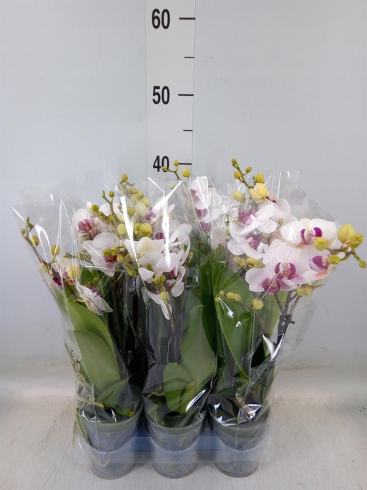 <h4>Phalaenopsis multi. 'FC Safe Haven'</h4>