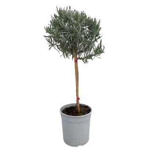 Lavandula angustifolia