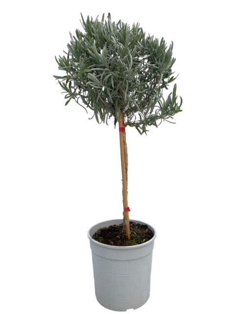 <h4>Lavandula angustifolia</h4>