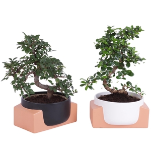 Bonsai Indoor Mix Ø15cm S-Shape in Ø19cm Authentic Bowl