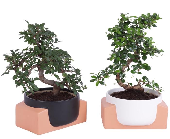 <h4>Bonsai Indoor Mix Ø15cm S-Shape in Ø19cm Authentic Bowl</h4>
