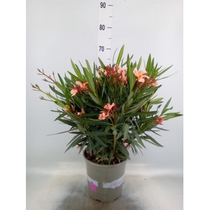 Nerium oleander   ...