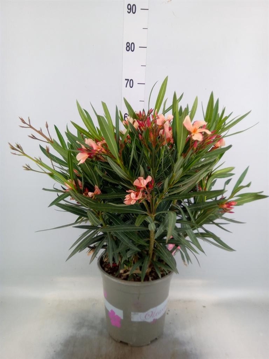 <h4>Nerium oleander   ...</h4>