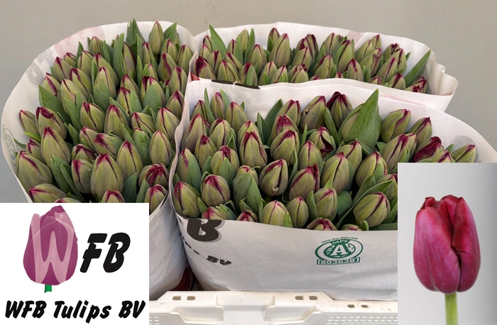 <h4>TU EN RED SAIGON</h4>