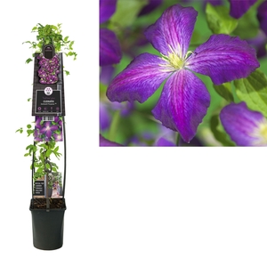 Clematis So Many® Purple Flowers PBR +3.0 label