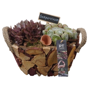 PTS7420 Arrangement Sempervivum in houten pot