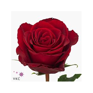 Rosa large madam red