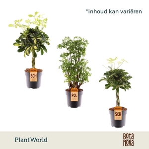 Kamerplanten gem. groen 3 soorten