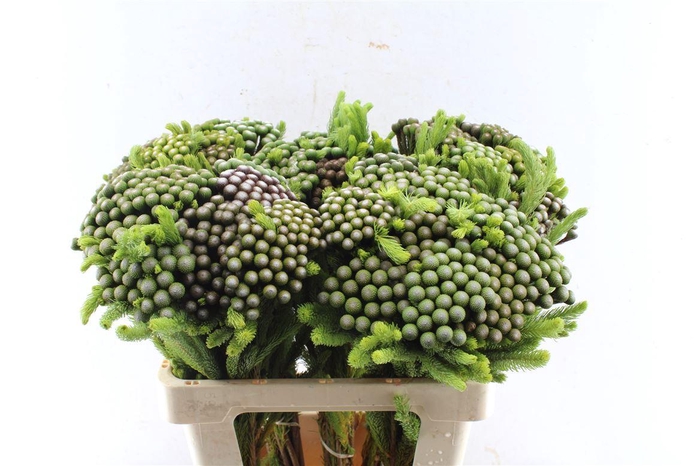 <h4>Kaaps Brunia Albiflora Xl</h4>