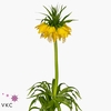 Fritillaria lutea