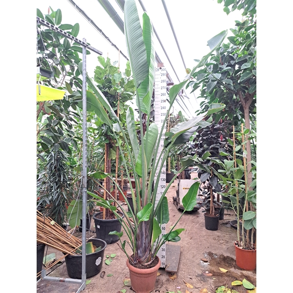 <h4>Strelitzia Nicolai bush XXL 350</h4>