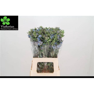 OXY CO TAN PURE BLU