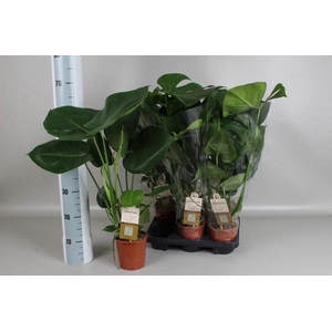 Monstera Deliciosa