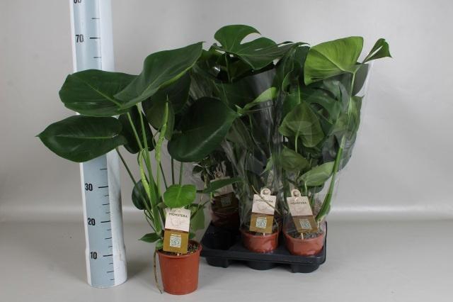 <h4>Monstera Deliciosa</h4>