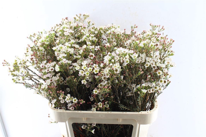 <h4>Chamelaucium Ella</h4>