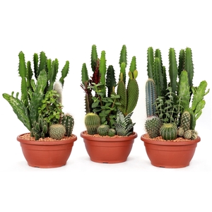 Beplante cactus compo