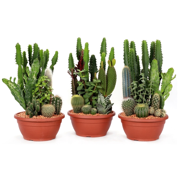 <h4>Beplante cactus compo</h4>