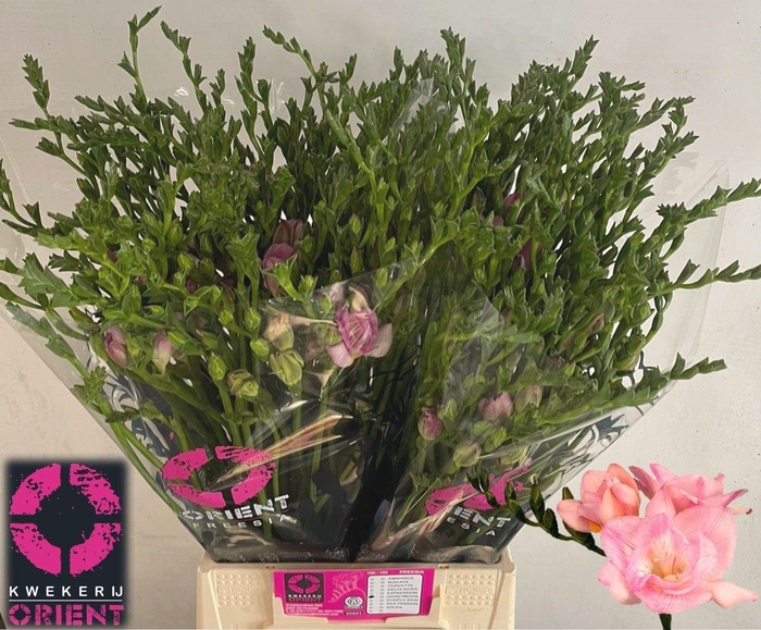 <h4>Freesia du Honeymoon</h4>